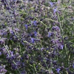 perovskia-russian-sage-crazy-blue-4-5