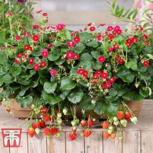 strawberry-summer-breeze-8-hanging-basket