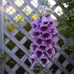 digitalis-foxglove-sugar-plum-1