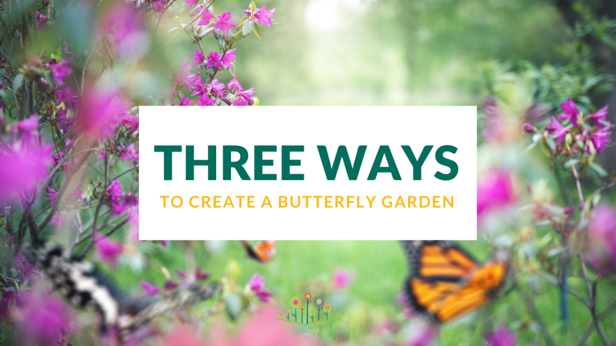 Butterfly Garden_blog