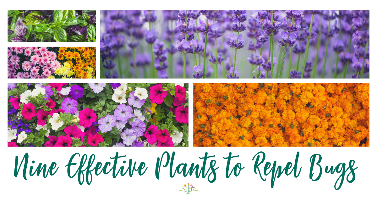 Nine Effective Plants to Repel Bugs | Chippewa Valley GrowersChippewa  Valley Growers
