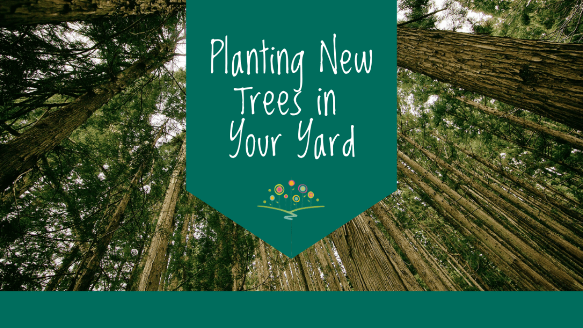 Planting-New-Trees-in-Your-Yard_blog