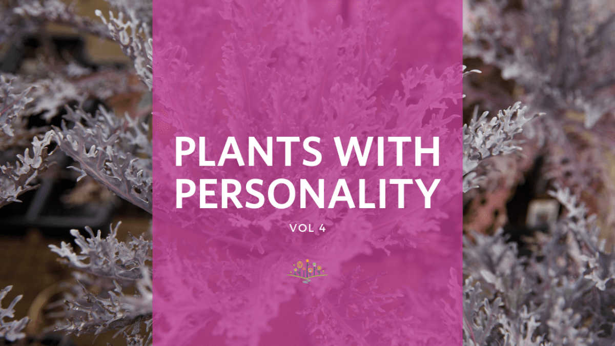 Plants with Personality Vol 4