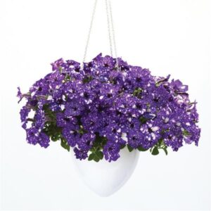 petunia-headliner-hanging-basket-11