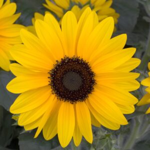 sunflower-10-pot