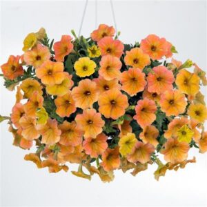 petunia-cascadias-hanging-basket-11