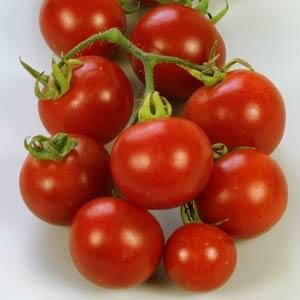 tomato-7-pot
