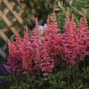 astilbe-rise-and-shine-1
