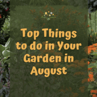 Top Things to do in your garden in August