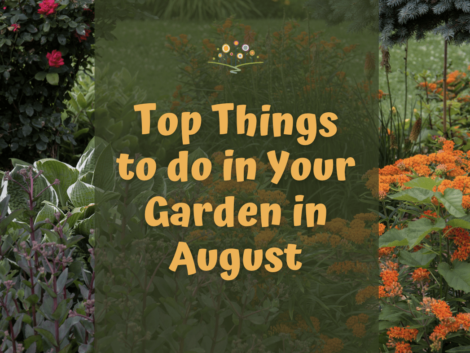 Top Things to do in your garden in August