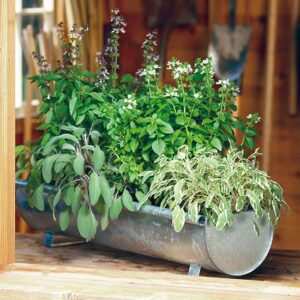 class-herb-container