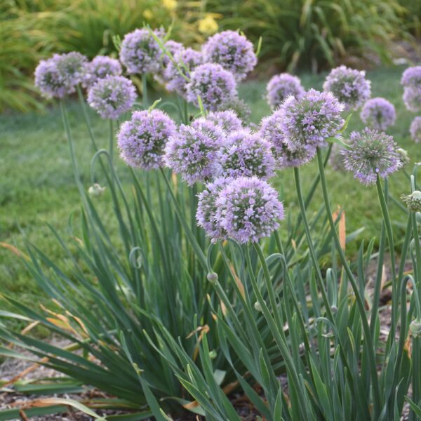 Allium Bubble Bath #1 - Image 2