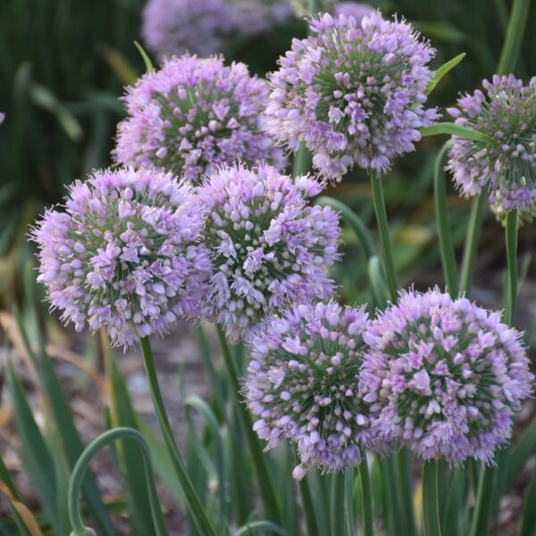 Allium Bubble Bath #1