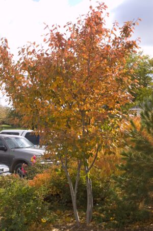 Tree Serviceberry Autumn Brilliance #10