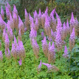 astilbe-purple-candles-1