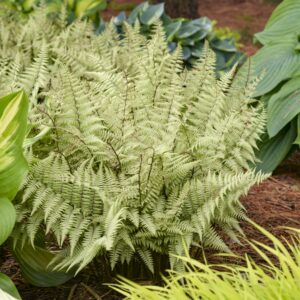 fern-perennial-1