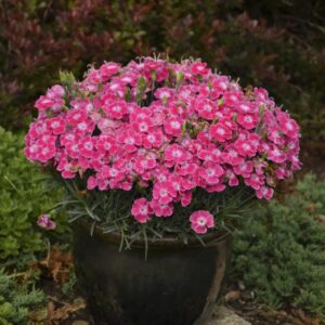 dianthus-single-ladies-1