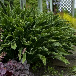 hosta-praying-hands-1