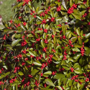 ilex-red-sprite-female-winterberry-2-true
