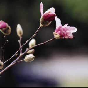 magnolia-leonard-messel-3