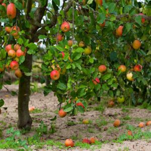 red-mcintosh-apple-tree-7