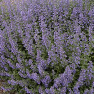 nepeta-walkers-low-1