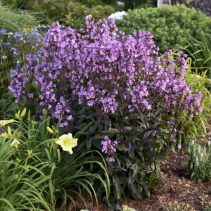 Penstemon Midnight Masquerade #1 True