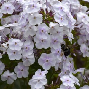 phlox-fashionista-early-crystal-1