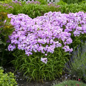 phlox-early-princess-1