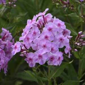 phlox-uptown-girl-1