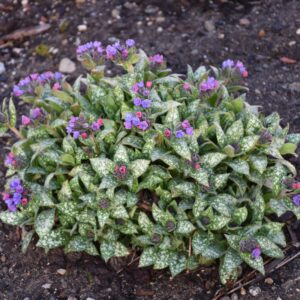 pulmonaria-spot-on-1pw