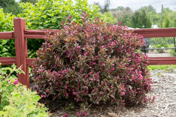 Weigela Shining Sensation #2 True