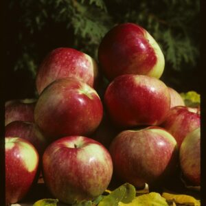 apple-tree-zestar-15
