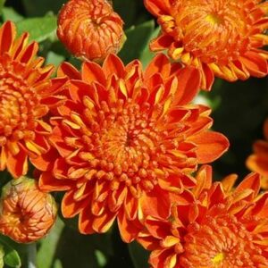 mum-hardy-igloo-autumn-spice-4-5-pot