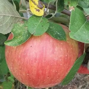 apple-tree-haralson-10