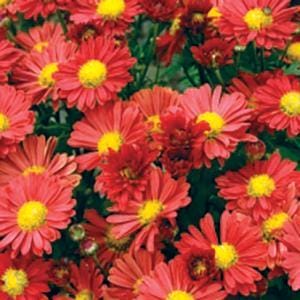 mum-mammoth-red-daisy-4-5-pot