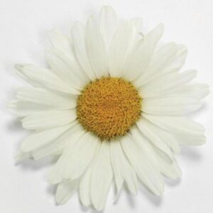 leucanthemum-white-lion-4