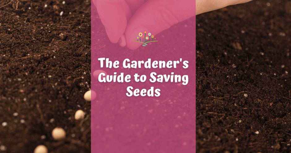 the-gardener-s-guide-to-saving-seeds-chippewa-valley-growers