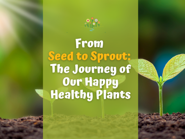 Seed to Sprout