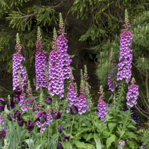 foxglove-dalmation-purple-2