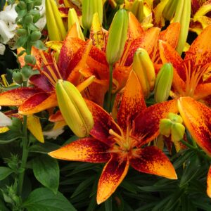 asiatic-pot-lily-looks-tiny-series-1