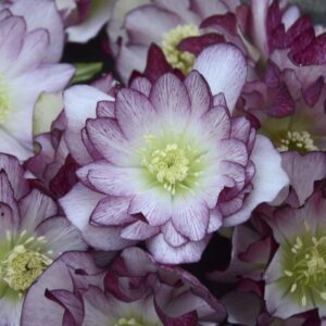 helleborus-wedding-party-1