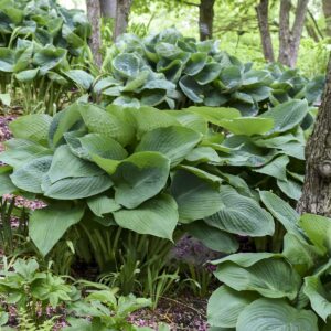 hosta-big-daddy-1