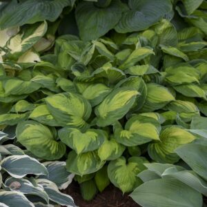 hosta-captain-kirk-1