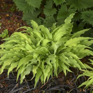 hosta-curly-fries-1