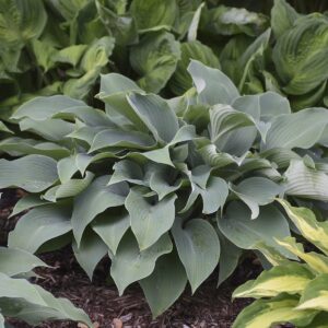 hosta-halcyon-1