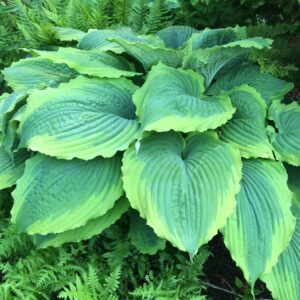 hosta-spartacus-1