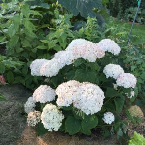 Hydrangea Wee White #2PW - Image 2