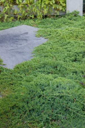 Juniperus pro Nana Dwarf Japanese Garden