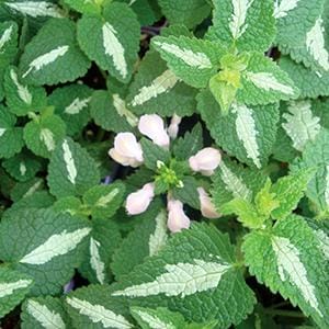 lamium-shell-pink-4-5-pot